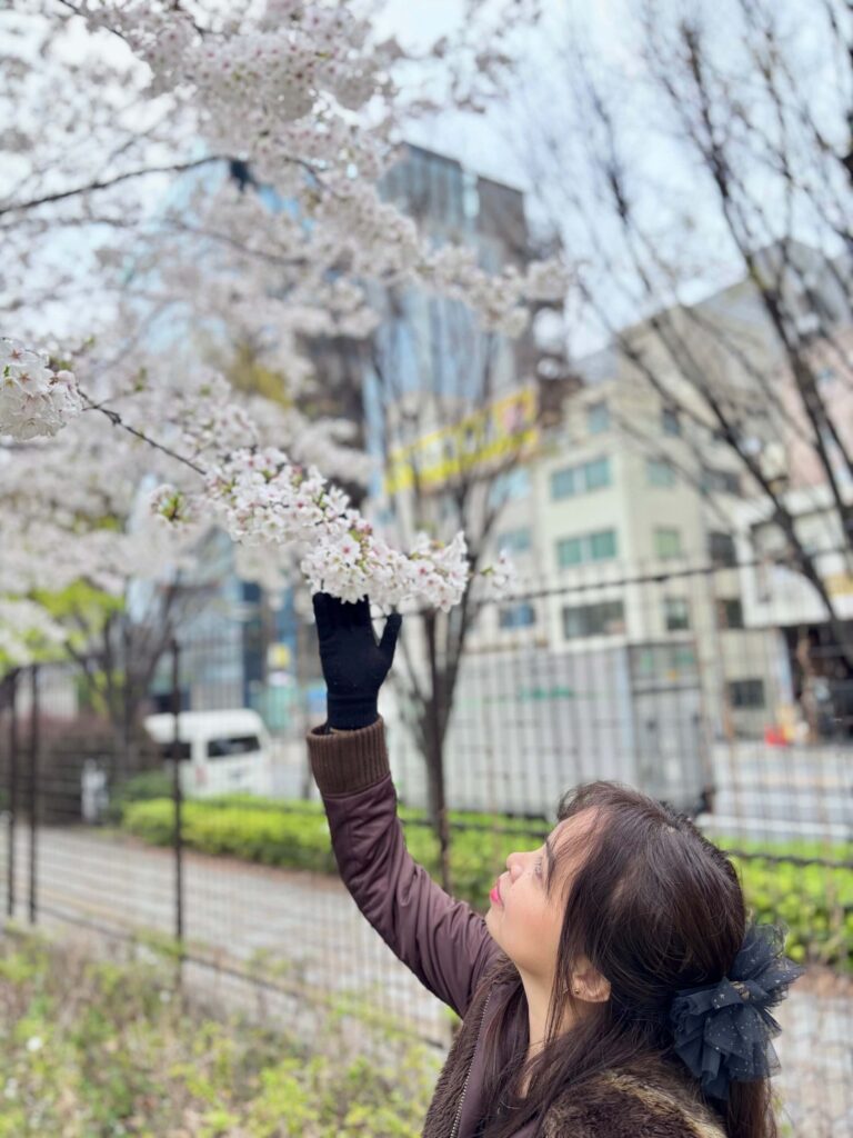First-time Japan travel - Cherry Blossom in Tokyo